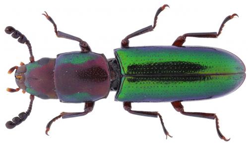 Temnoscheila virescens